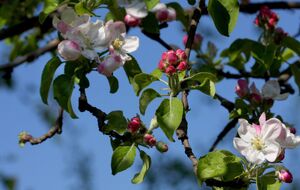 Если не защитить сад от цветоеда, плоды не завяжутся