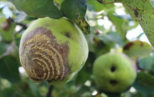 В борьбе с монилиозом важна профилактика