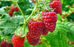 Малина даст хороший урожай, если вовремя подкормить кусты