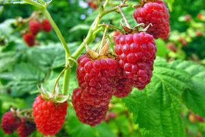 Малина даст хороший урожай, если вовремя подкормить кусты