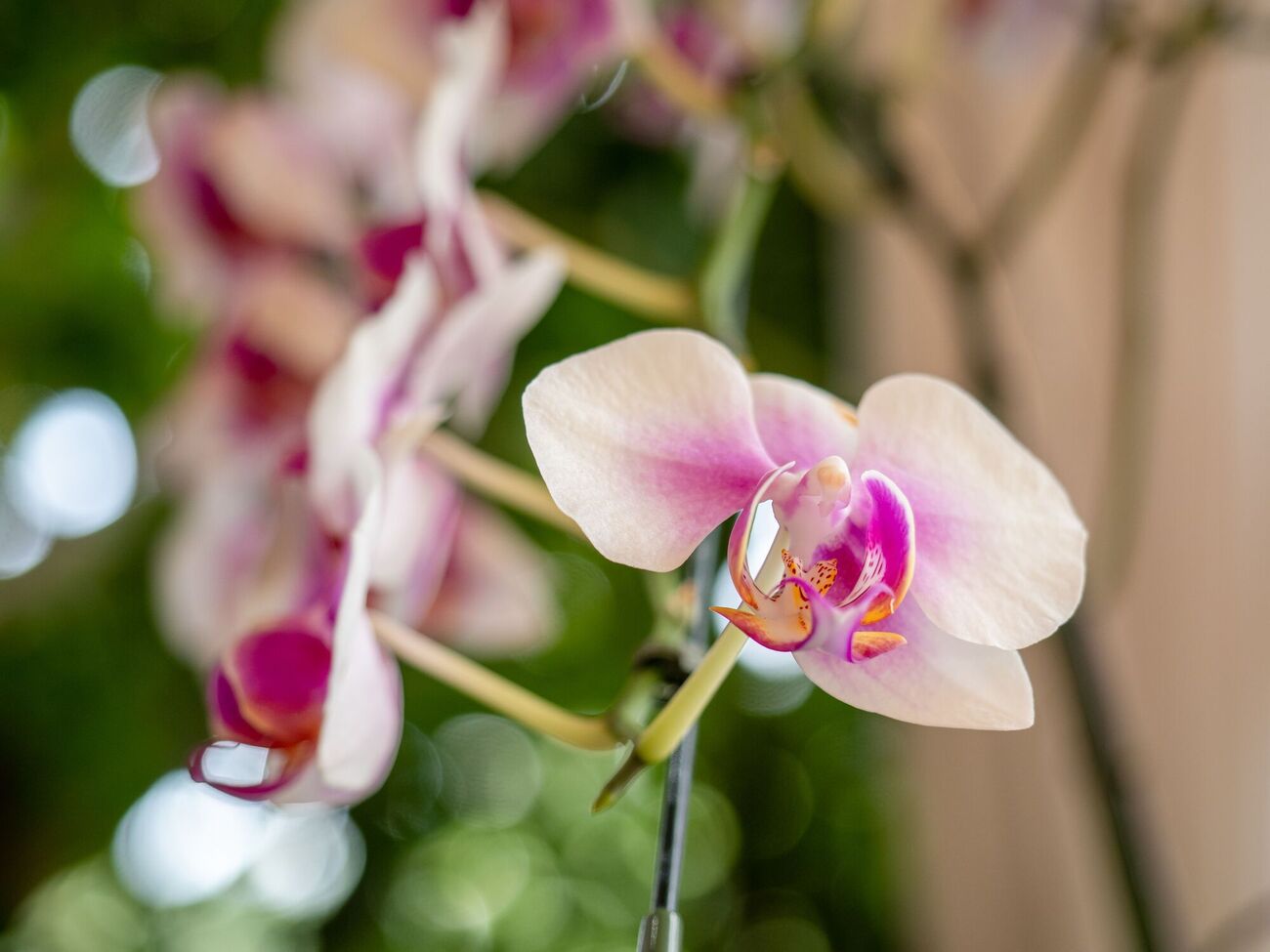 На цветоносе фаленопсиса могут появляться боковые побеги и новые бутоны