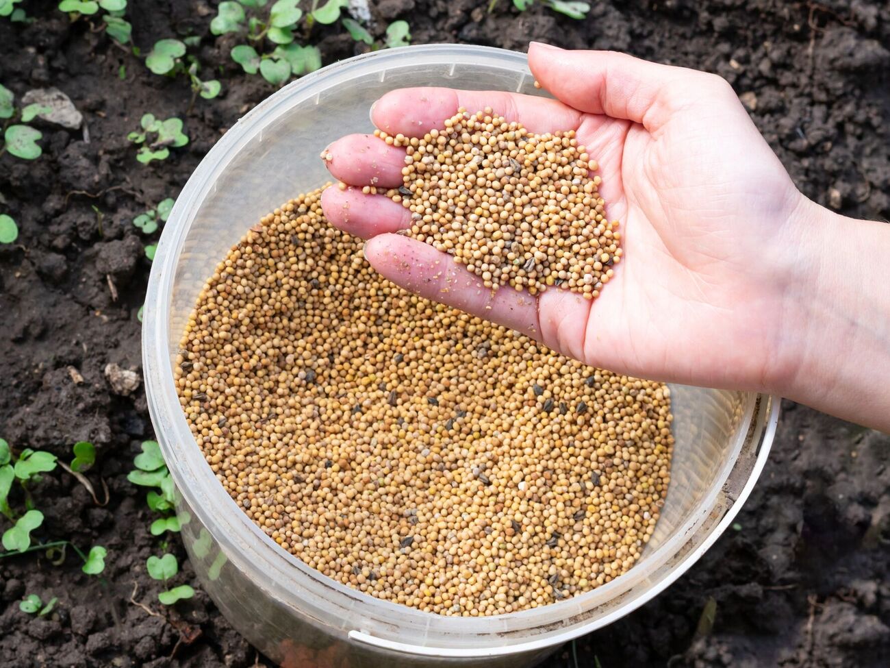 Горчицу можно сеять дважды в год