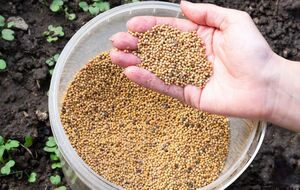 Горчицу можно сеять дважды в год