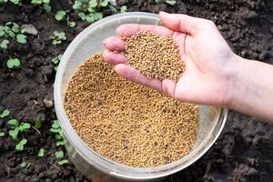 Горчицу можно сеять дважды в год