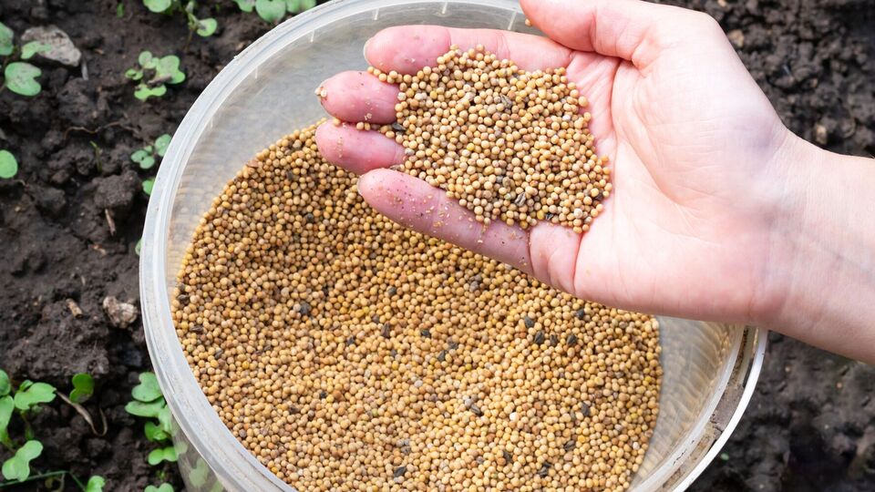 Гірчицю можна сіяти двічі на рік