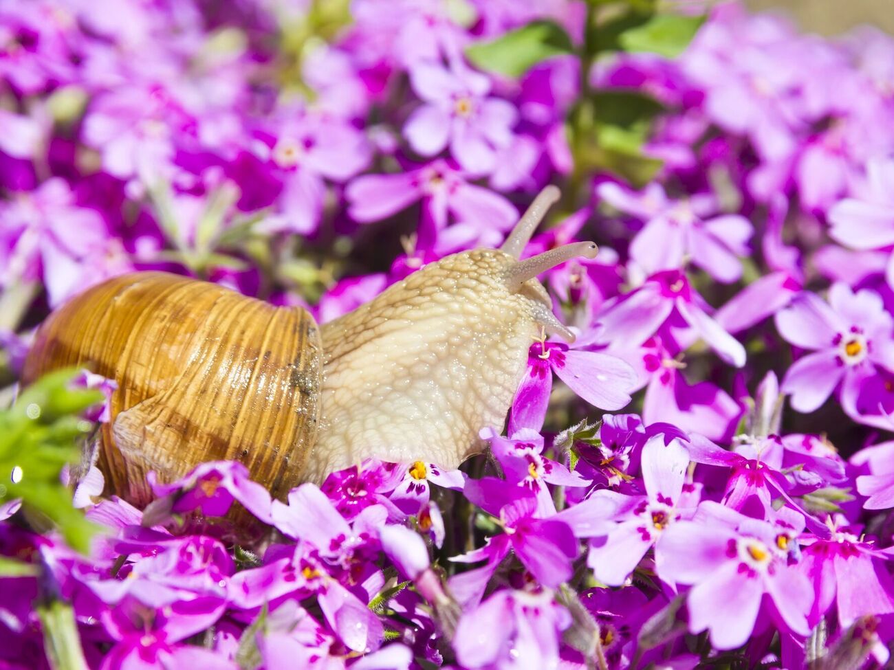 Старинный способ избавиться от слизней может быть эффективным