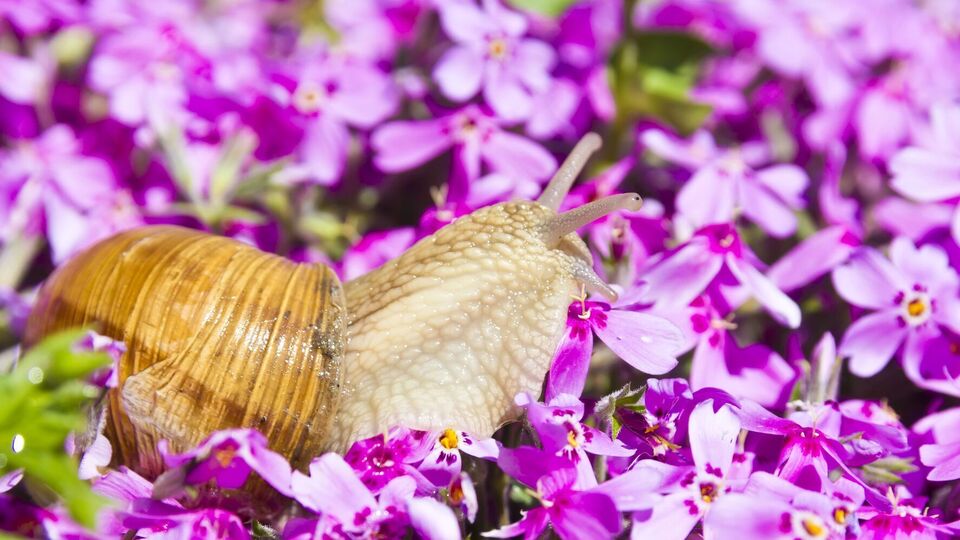 Старинный способ избавиться от слизней может быть эффективным