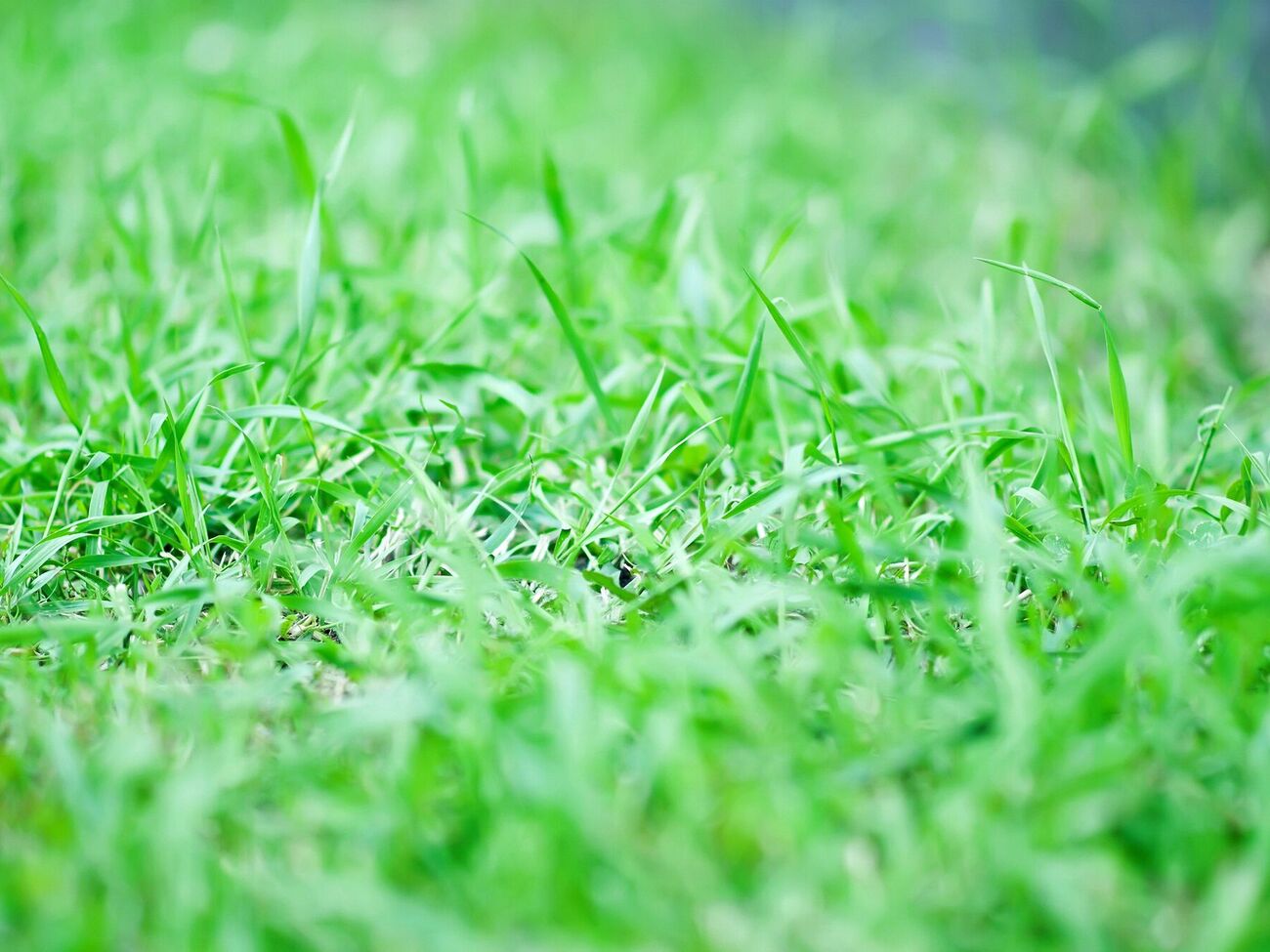 Сахар помогает избавиться от сорняков