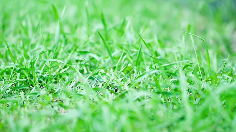 Сахар помогает избавиться от сорняков