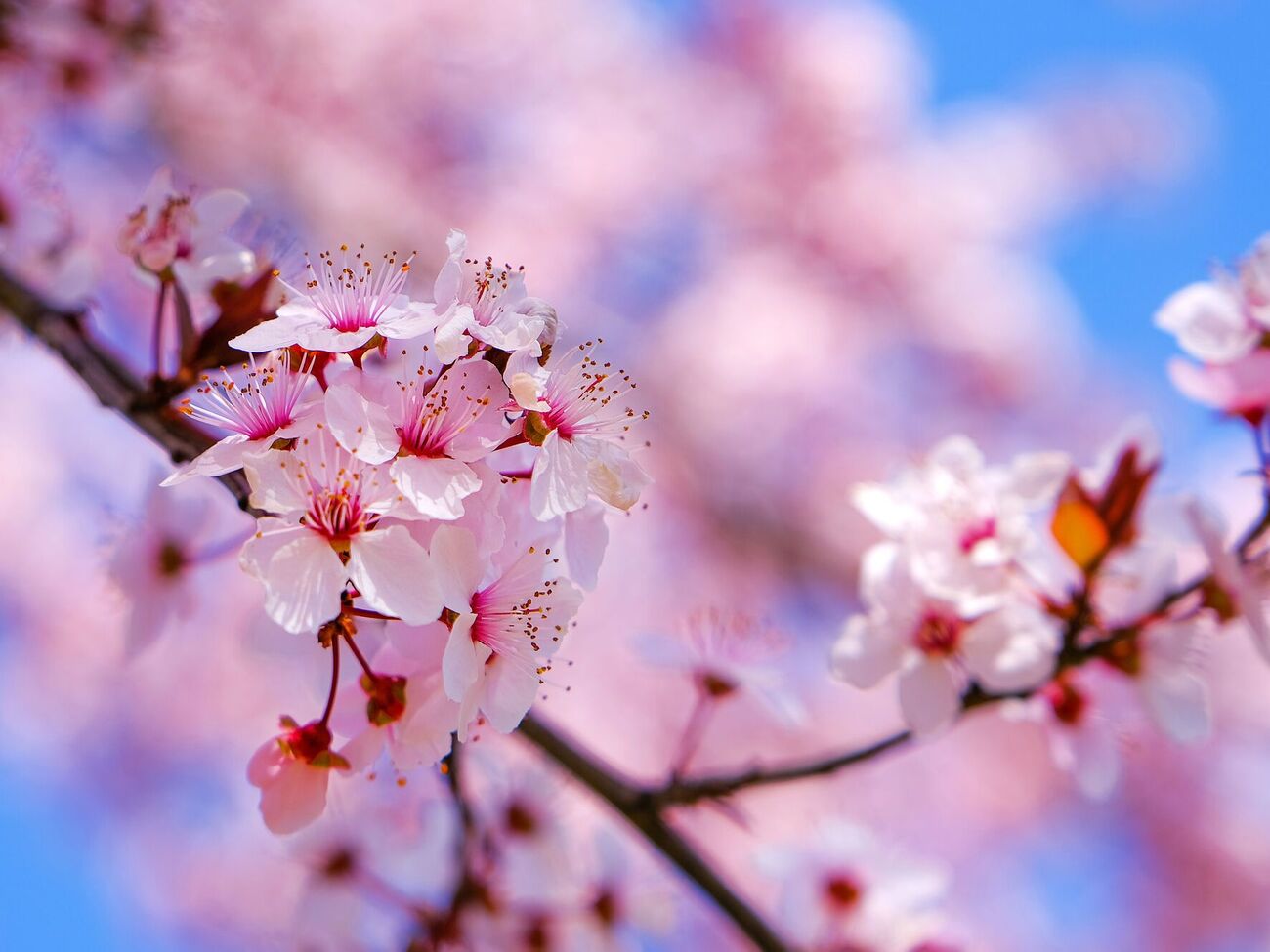 Важно, чтобы на саженце не было следов вредителей