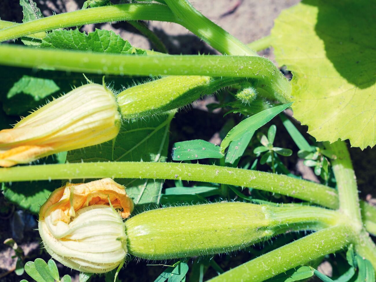 Кабачки нуждаются в комплексной подкормке