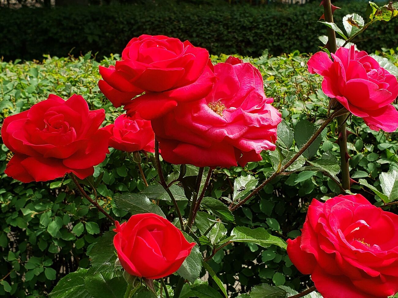 Троянди потрібно захистити від зовнішніх впливів