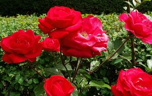 Розы нужно защитить от внешних воздействий