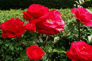 Розы нужно защитить от внешних воздействий