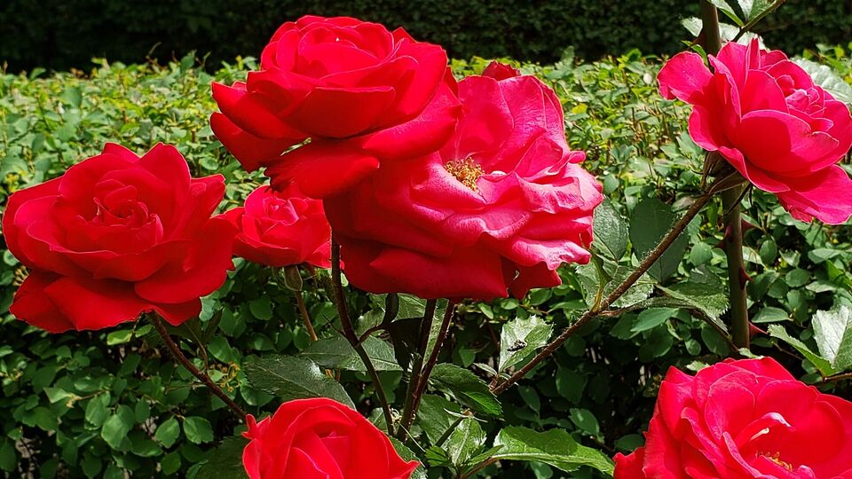 Розы нужно защитить от внешних воздействий