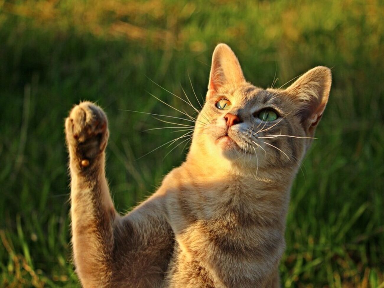 У Києві четвер буде спекотним, до +25...+26 °С