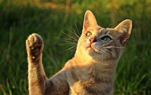 У Києві четвер буде спекотним, до +25...+26 °С