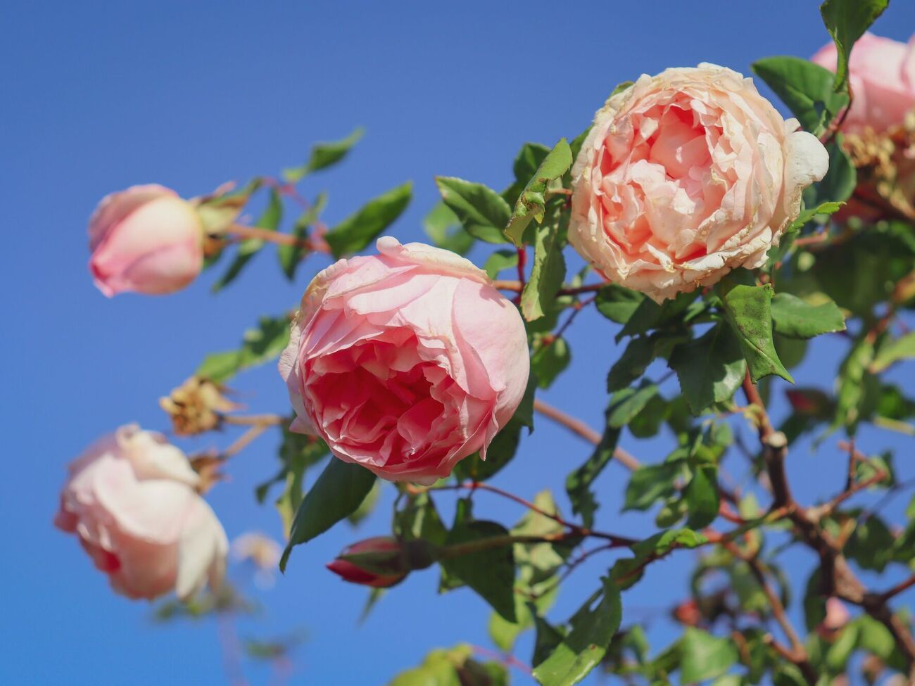 Дріжджі потрібно вносити під час висаджування троянд, щоб їхня коренева система краще адаптувалася до нового місця