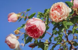 Дріжджі потрібно вносити під час висаджування троянд, щоб їхня коренева система краще адаптувалася до нового місця