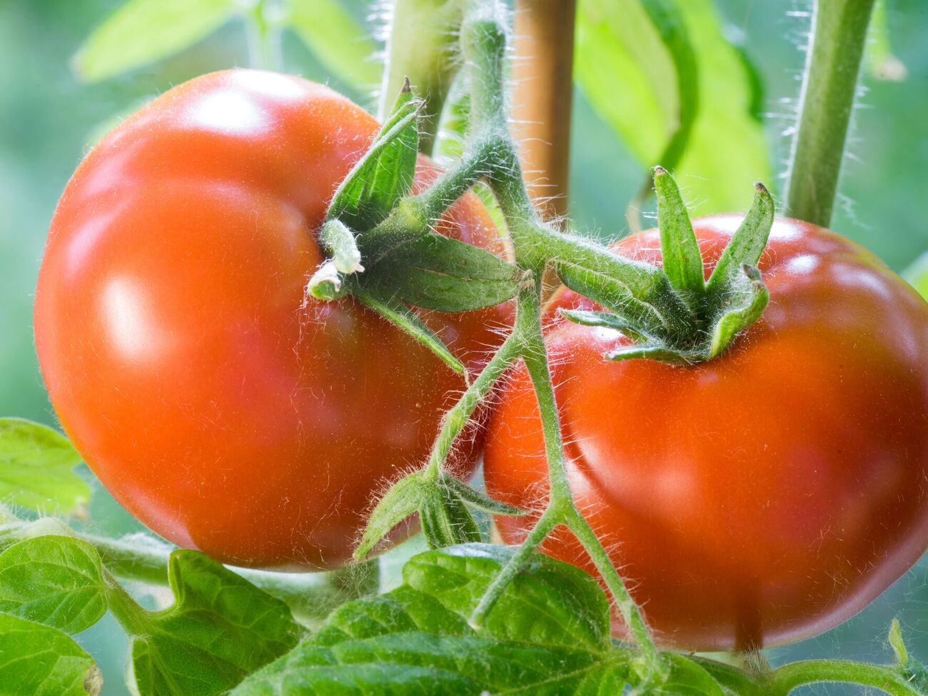 Томатам необходимы комплексные удобрения