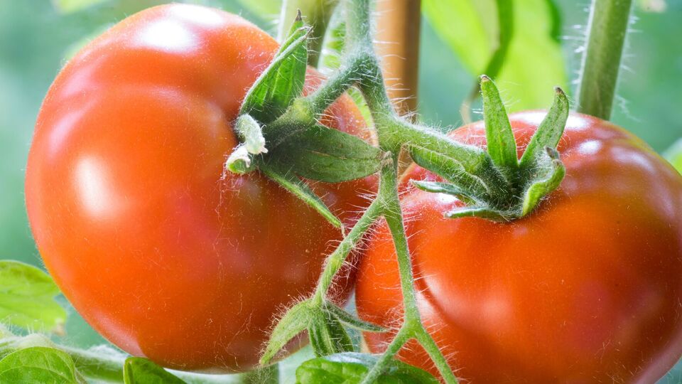 Томатам необходимы комплексные удобрения