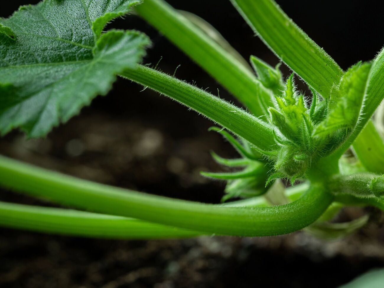 Кабачки могут выстрелить зеленью, но не дадут плодов, если внести не те удобрения