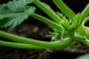 Кабачки могут выстрелить зеленью, но не дадут плодов, если внести не те удобрения