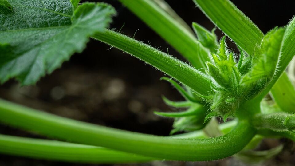 Кабачки могут выстрелить зеленью, но не дадут плодов, если внести не те удобрения