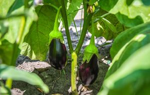 Тень защищает баклажаны от палящего солнца