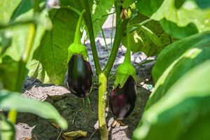 Тень защищает баклажаны от палящего солнца