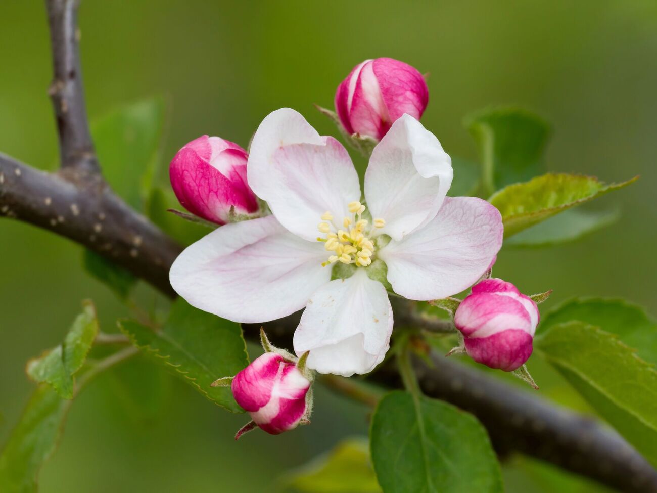 Обработку сада рабочим раствором нужно проводить утром или вечером, когда не летают пчелы