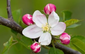 Обработку сада рабочим раствором нужно проводить утром или вечером, когда не летают пчелы