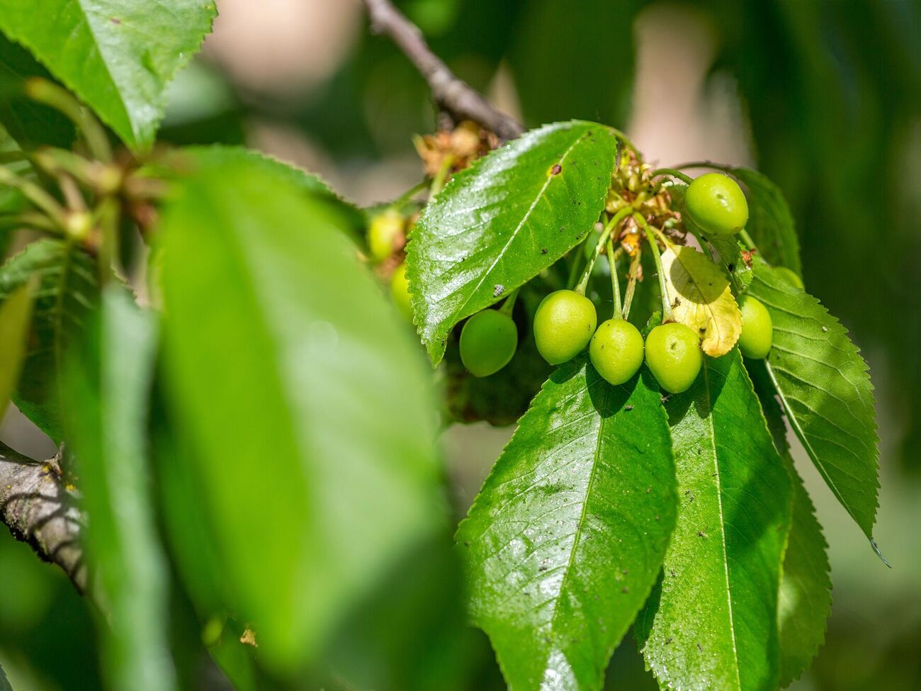 Обработайте черешню после цветения рабочей смесью в вечернее время
