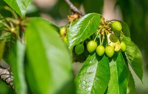 Обработайте черешню после цветения рабочей смесью в вечернее время