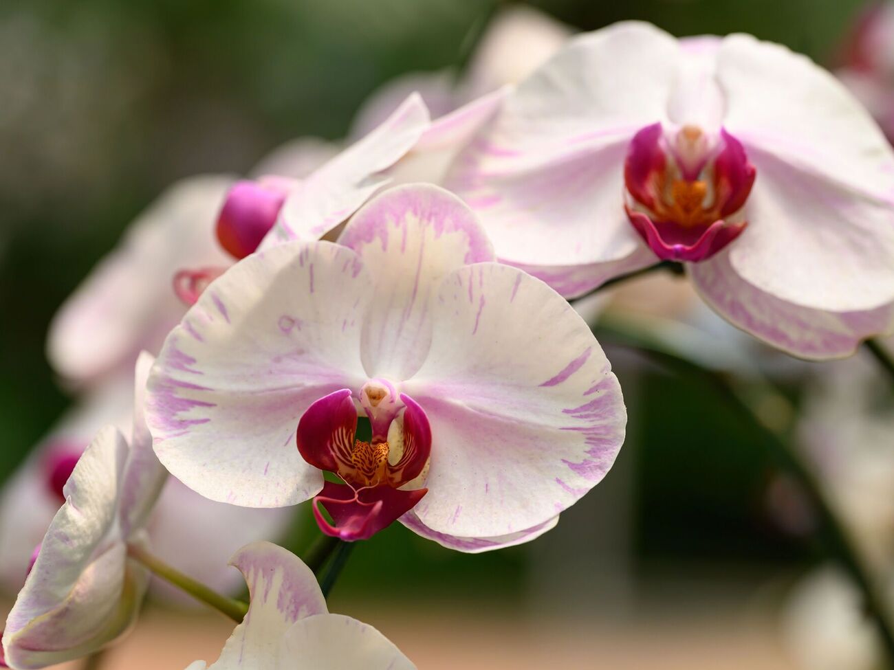 Орхидеи будут цвести долго