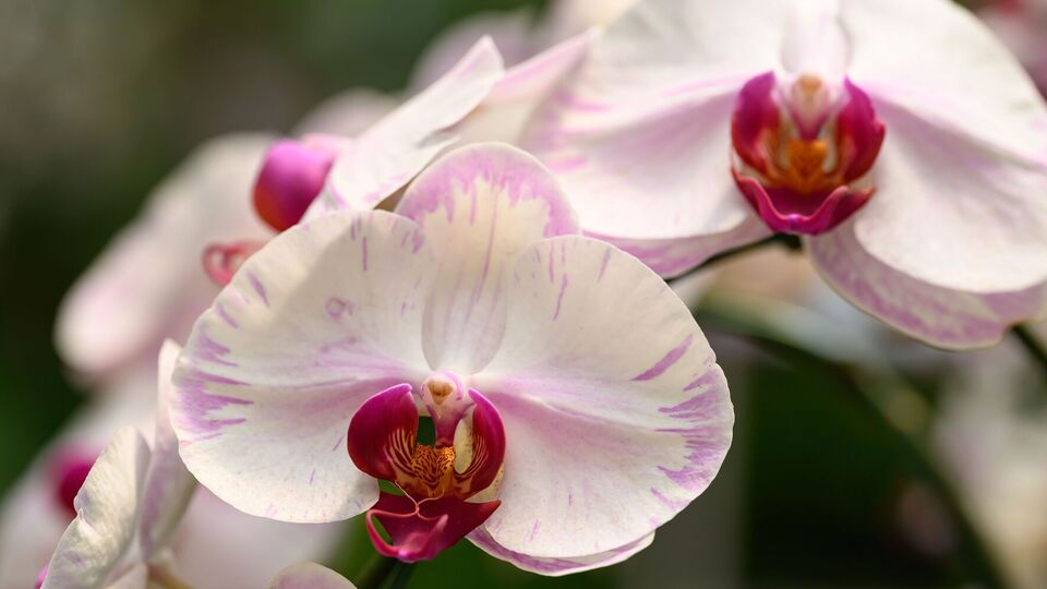 Орхидеи будут цвести долго