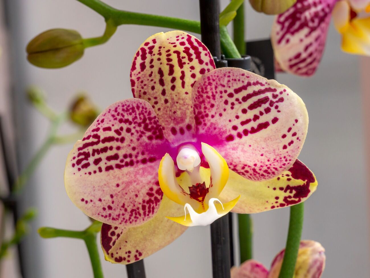 Орхидея будет пышно цвести при правильном уходе