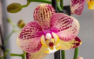 Орхидея будет пышно цвести при правильном уходе