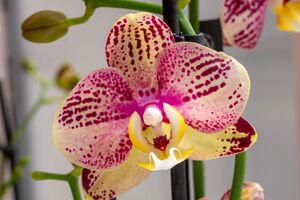 Орхидея будет пышно цвести при правильном уходе