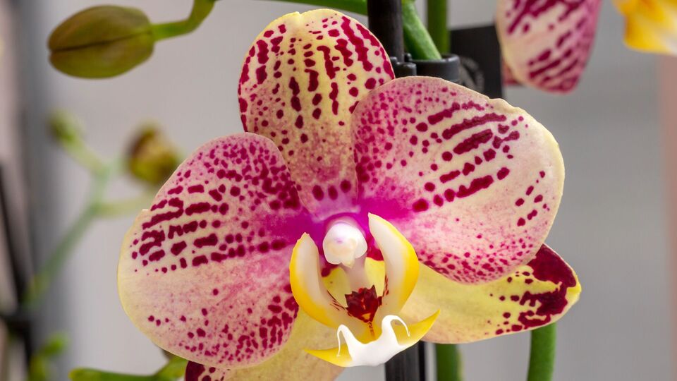 Орхидея будет пышно цвести при правильном уходе