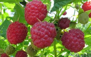 Когда появятся завязи, нужно дополнительно подкормить малину комплексными удобрениями с содержанием азота, фосфора и калия