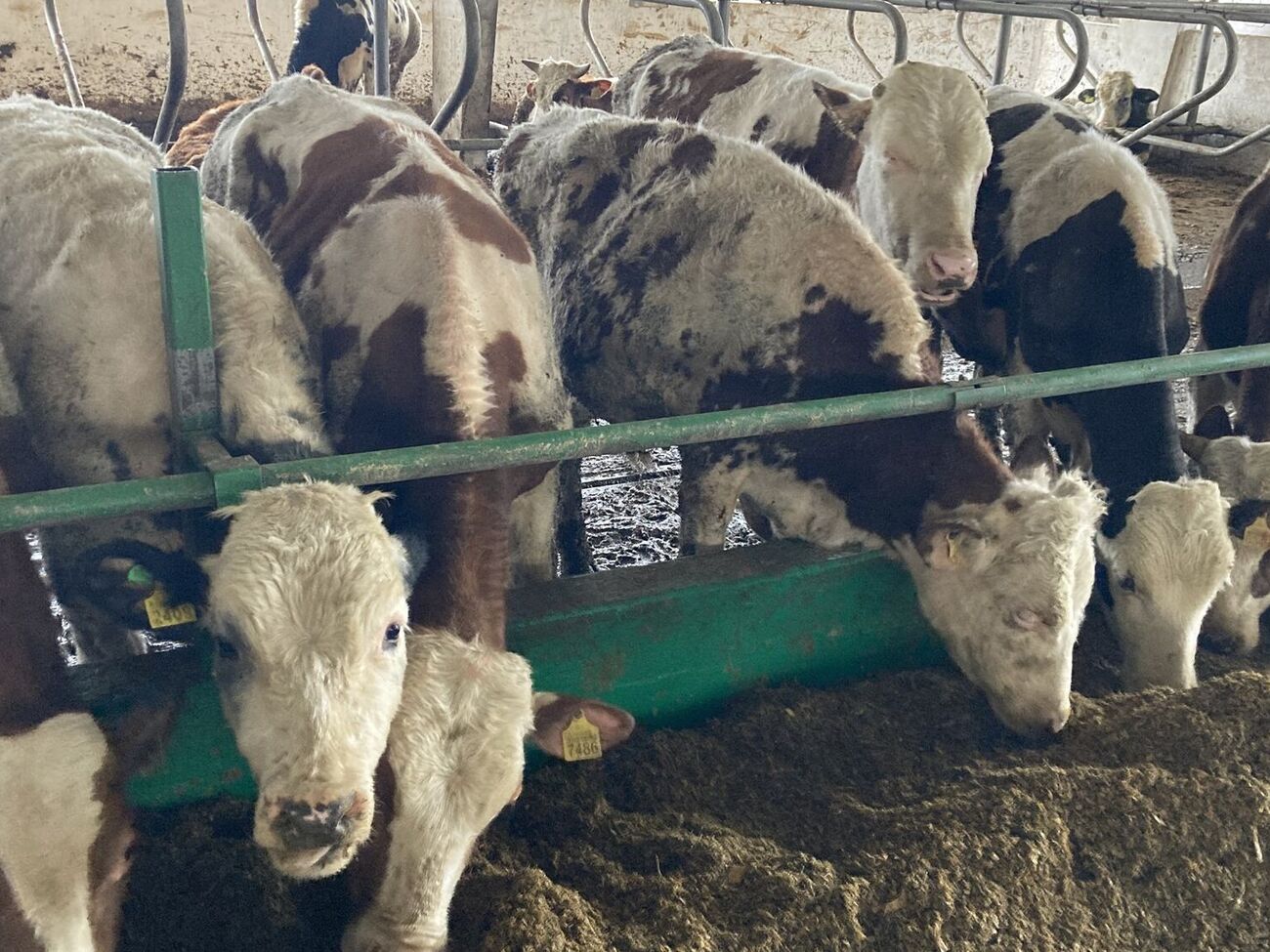 22 коровы погибли, еще 30 ранены