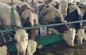 22 коровы погибли, еще 30 ранены