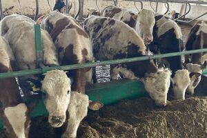 22 корови загинули, ще 30 дістали поранення