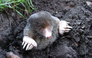 Крот покинет участок