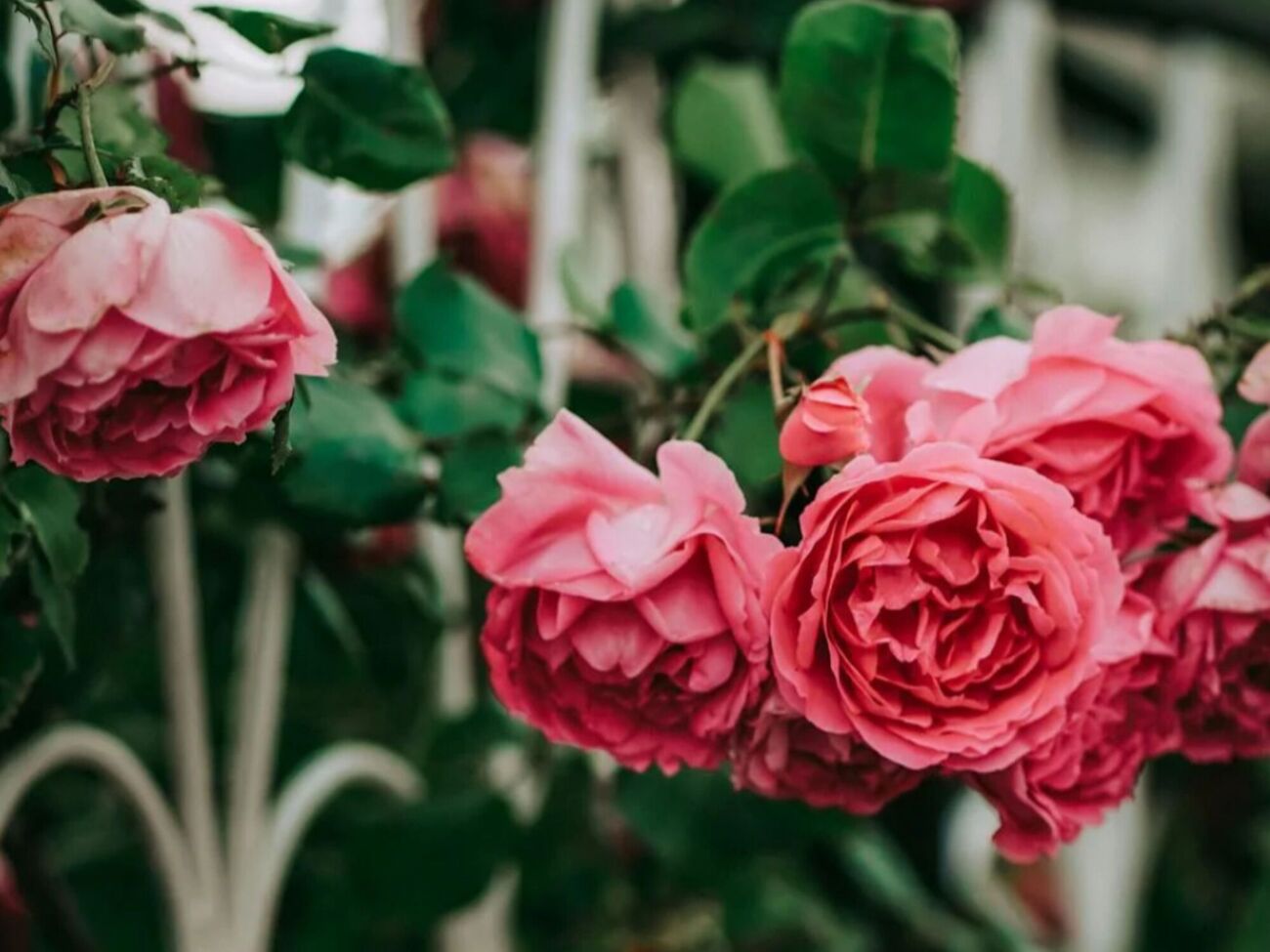 Садовый эксперт развенчал мифы о розах