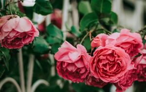 Садовый эксперт развенчал мифы о розах