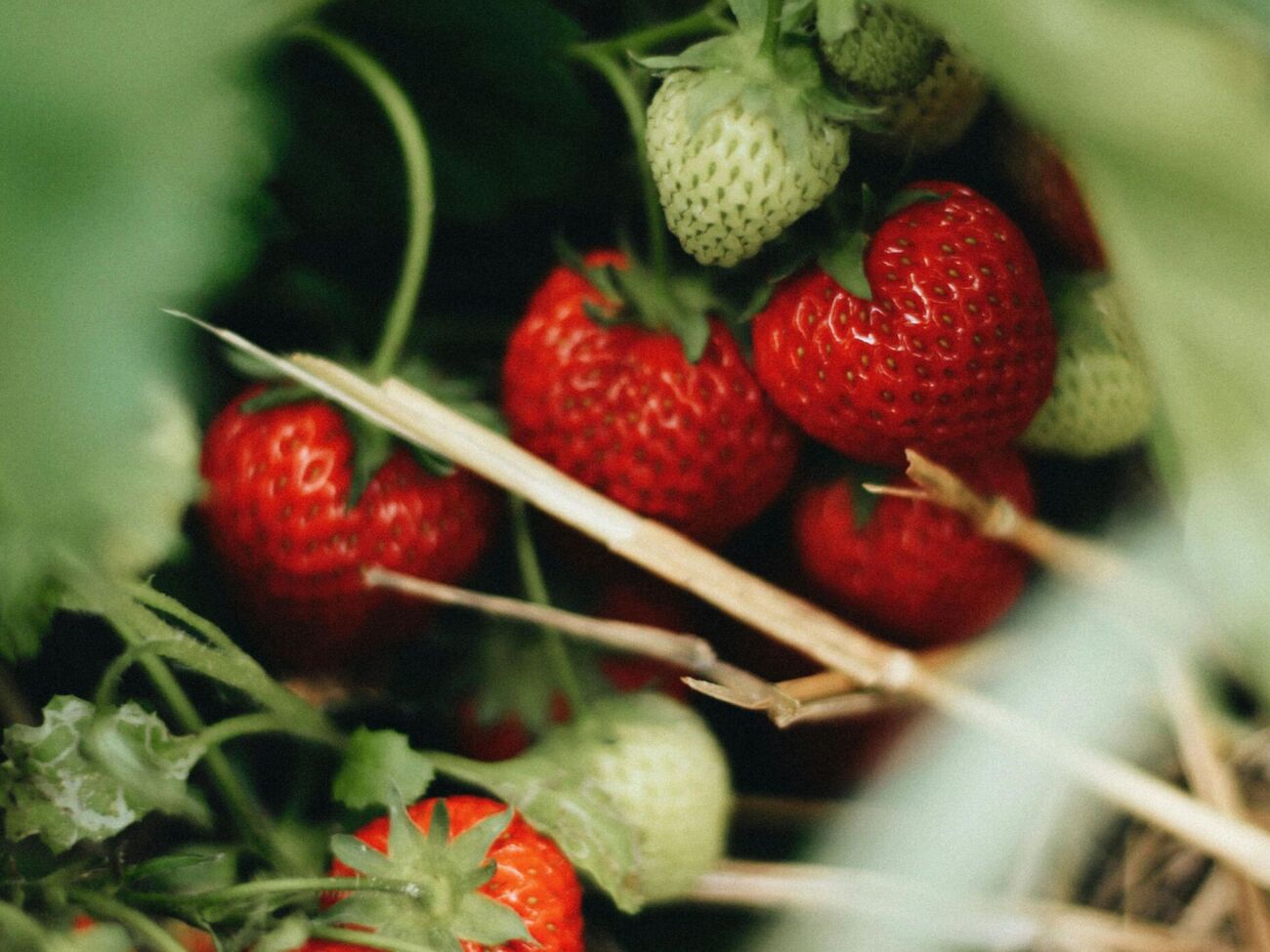 Борная кислота стимулирует развитие клубники