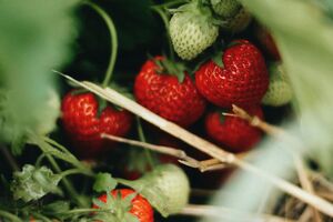 Борная кислота стимулирует развитие клубники