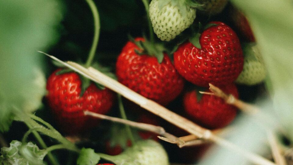 Борная кислота стимулирует развитие клубники